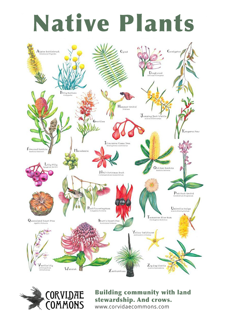 Native Plant mockup